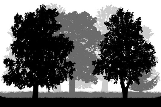 Nature,  silhouettes of trees. Vector