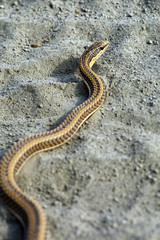 Small African snake slithering in sand