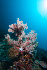 Fototapeta na wymiar Soft Coral Siphonogorgia sp.