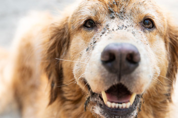 Closeup Face of Golden Retriever Dog