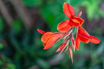 Fototapeta premium Closeup cannaceae flower in garden