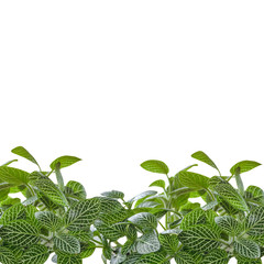 Fittonia verschaffeltii, green flower in pot on wood isolated on white