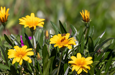 Yellow Gazanias and Bee