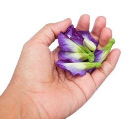 Hand Holding Beautiful Purple Butterfly Pea Flowers