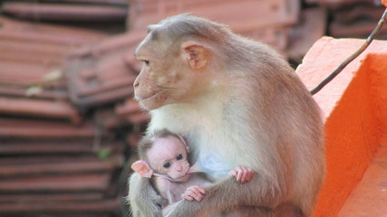 Naklejka premium Baby Monkey With Mom Monkey