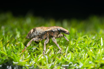 Macro Beetle on plant