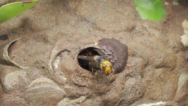 巣から出入りするスズメバチ。日本の長野県で	