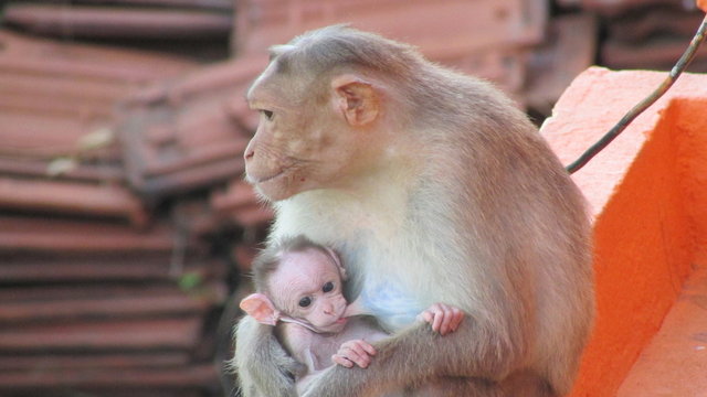 Baby Monkey With Mom Monkey