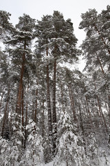 Snow drifts in winter