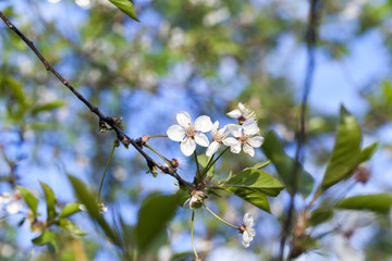 thin branches of cherry