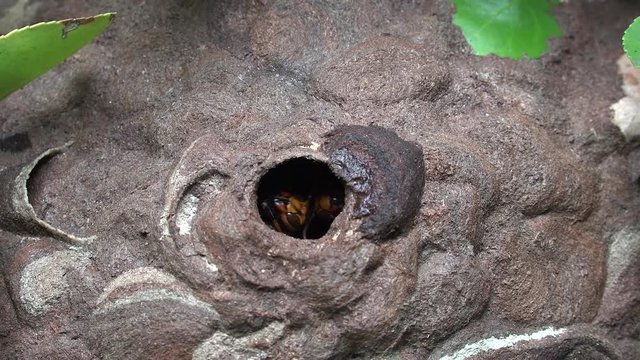巣から出入りするスズメバチ。日本の長野県で	