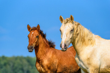 Obraz na płótnie Canvas a pair of horses against the sky