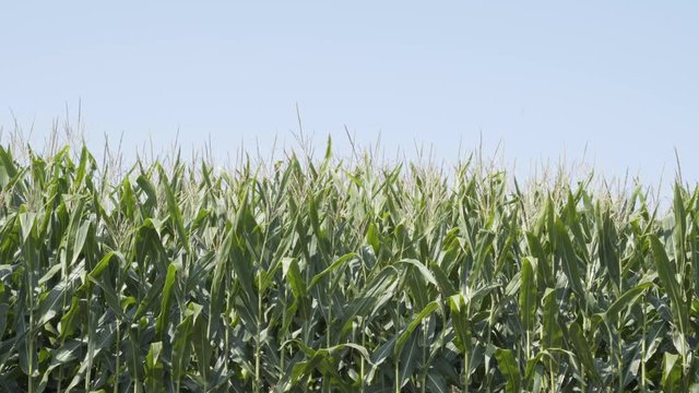 Corn stalk tops with blue sky in background