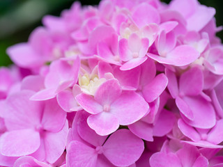 Fototapeta premium Close up Hydrangea flower