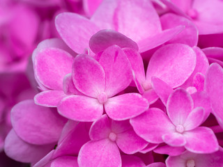 Obraz premium Close up Hydrangea flower