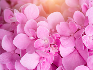 Naklejka premium Close up Hydrangea flower