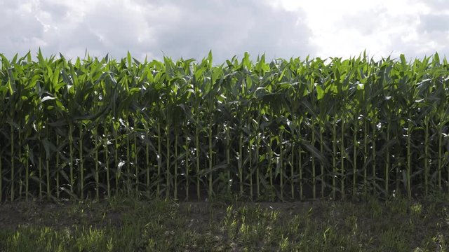 Corn stalks in field on cloudy day