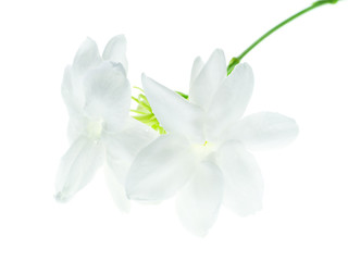 Naklejka na ściany i meble Close up of jasmine flower.
