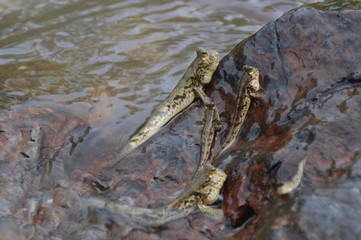 the mudskippers