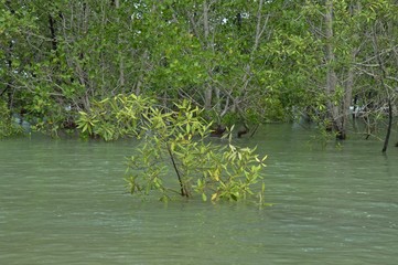 an isolated trees