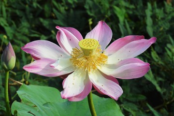 a lotus flower