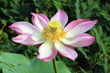Fototapeta premium a lotus flower