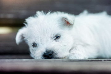 puppies west highland white terrier westie dog on a wooden bench outdoors in park