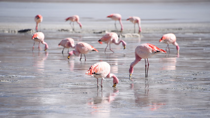 James's Flamingo (Phonenicoparrus Jamesi) grazing on the frozen waters of Laguna Hedionda. Sud Lipez Province, Uyuni, Bolivia