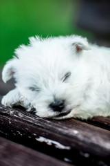 puppies west highland white terrier westie dog on a wooden bench outdoors in park