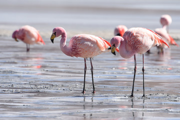 James's Flamingo (Phonenicoparrus Jamesi) grazing on the frozen waters of Laguna Hedionda. Sud Lipez Province, Uyuni, Bolivia