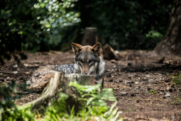 le regard du loup