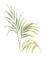 watercolor painting of coconut palm leaves isolated on white background