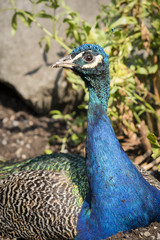 Obraz premium Peacock lying on clay.