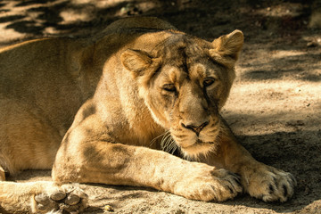Naklejka na ściany i meble Lioness beast with a detail on his head.