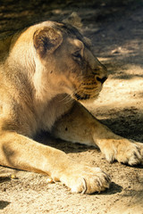 Lioness beast with a detail on his head.