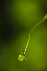 Green leaf