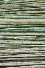 view of row of green and brown bamboo as background