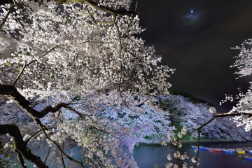 falling japanese cherry blossom at imperial palace with water refrection  in spring with boats