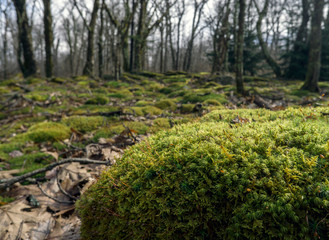 Thick moss covers a rock deep in the wilderness of a West Virginia forest.