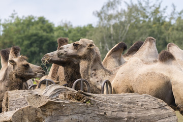 Camels at meal outside outside a large tribe.
