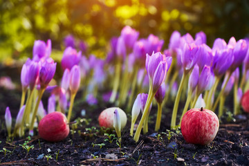 In the garden came autumn. A beautiful autumn flower bloomed - colchicum, similar to spring crocuses. Apples fall to the ground. At heart, sadness and nostalgia for the past summer warm days.