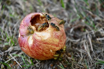 Wespen im Fallobst