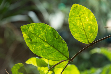 Close up Green leaf in evening light,Nature art concept