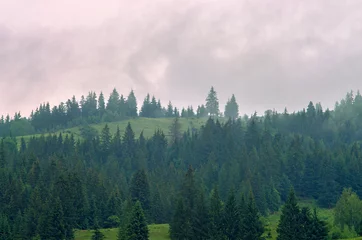 Crédence de cuisine en verre imprimé Forêt dans le brouillard Brouillard dans la forêt de pins dans les montagnes. Carpates Ukraine