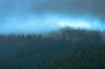 Blue mist over pine trees in the forest in the mountains. Carpathians Ukraine