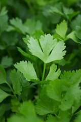 close up green leaves of celery
