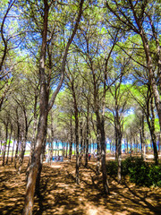 SARDINIA, Budoni, Mediterranean Pines, Italy, Europe