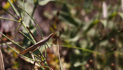 he grasshopper is not very noticeable in its natural habitat, merges with the general background and ... hunts ..