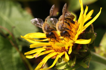 Two bees collect pollen on one bright yellow flower of elecampane