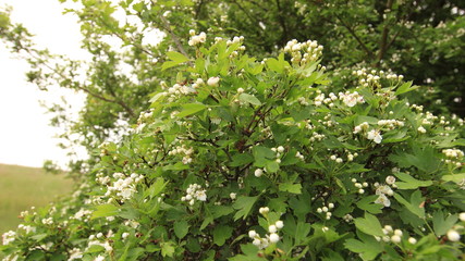 Степь. Деревья. Весна. 